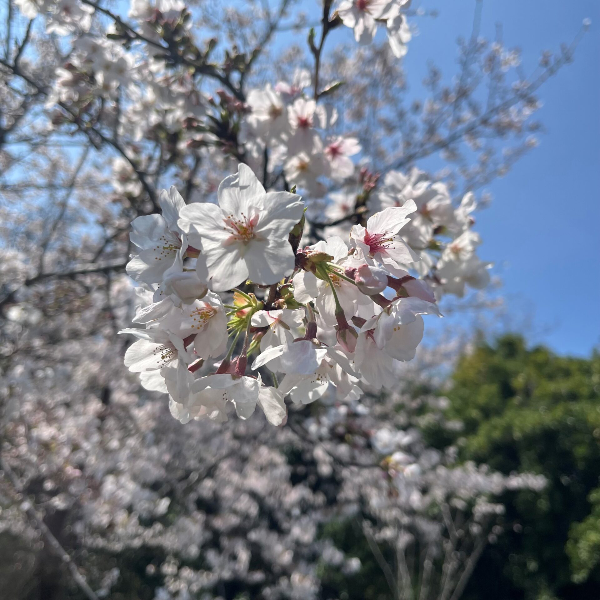【ファクトリーann】お花見に行きました！